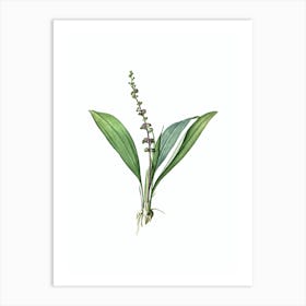 Vintage Peliosanthes Teta Botanical Illustration on Pure White n.0202 Art Print