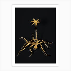 Vintage Hypoxis Stellata Botanical in Gold on Black n.0242 Art Print