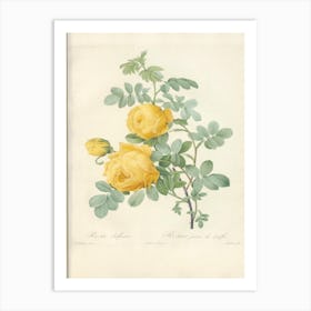 Rose Illustration, Pierre Joseph Redoute (9) Art Print