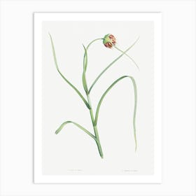 Cultivated Garlic, Pierre Joseph Redoute Art Print