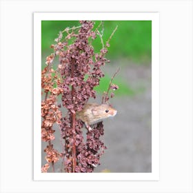 Field mouse on pink branch Art Print