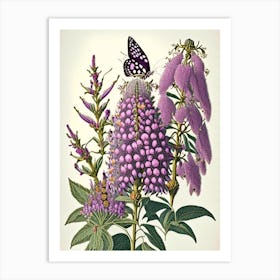 Butterfly Bush Wildflower Vintage Botanical Art Print