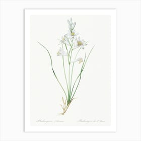 Paradise Lily Illustration From Les Liliacées (1805), Pierre Joseph Redoute Art Print