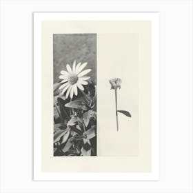 Daisy Flower Photo Collage 8 Art Print