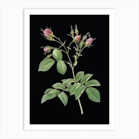 Vintage Evrat's Rose with Crimson Buds Botanical Illustration on Solid Black n.0208 Art Print