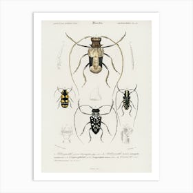 Different Types Of Beetles, Charles Dessalines D'Orbigny 6 Art Print