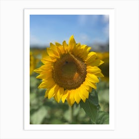 Sunflower Art Print