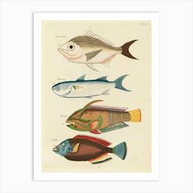 Colourful And Surreal Illustrations Of Fishes Found In Moluccas (Indonesia) And The East Indies, Louis Renard(43) Art Print