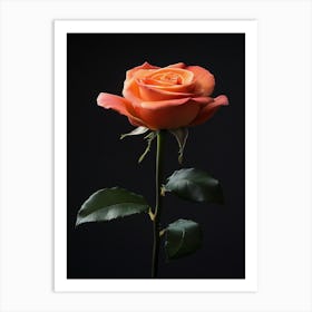 Orange Rose On Black Background 3 Art Print