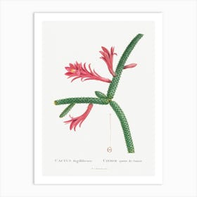 Cactus Flagelliformis, Pierre Joseph Redoute Art Print