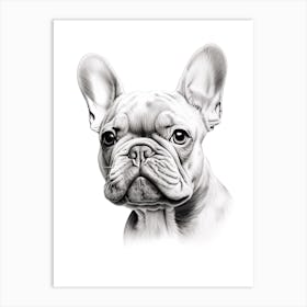 French Bulldog Dog, Line Drawing 4 Art Print
