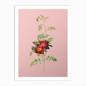 Vintage Alpine Rose Botanical on Soft Pink n.0251 Art Print