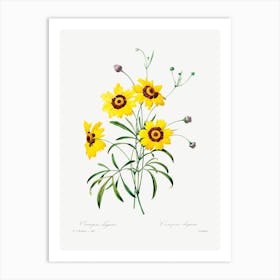 Tickseed, Pierre Joseph Redoute Art Print