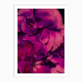 Carnations Art Print