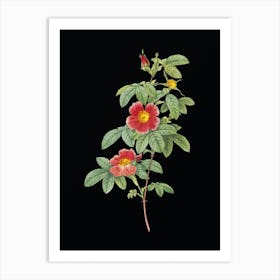 Vintage Single May Rose Botanical Illustration on Solid Black n.0065 Art Print