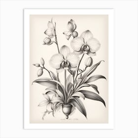 Orchids 1 Art Print