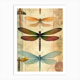 Dragonfly Vintage Species 6 Art Print