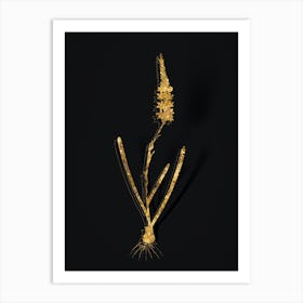 Vintage Ixia Cepacea Botanical in Gold on Black n.0549 Art Print