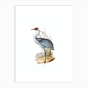 Abrxp Vintage Australian Crane Bird Illustration On Pure White N Art Print