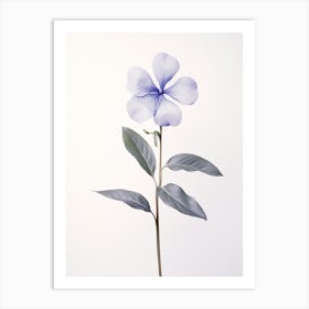 Pressed Flower Botanical Art Periwinkle 1 Art Print