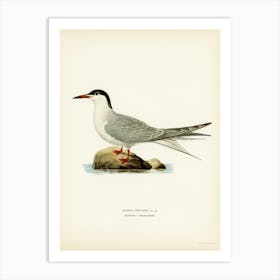 Common Tern, The Von Wright Brothers Art Print