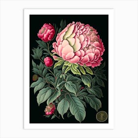 Karl Rosenfield Peonies Black Vintage Botanical Art Print