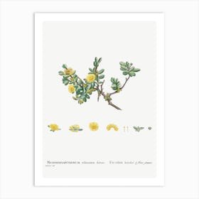 Mesembryanthemum Echinatum, Pierre Joseph Redoute Art Print