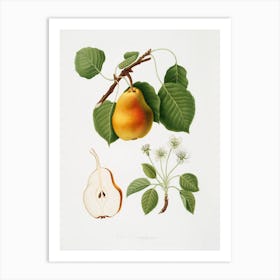 Pear (Pyrus Pompeiana) From Pomona Italiana (1817 1839), Giorgio Gallesio Art Print