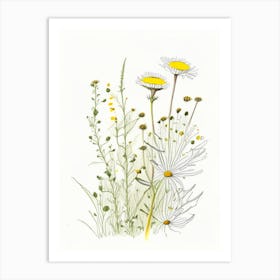 Chamomile Spices And Herbs Pencil Illustration 2 Art Print