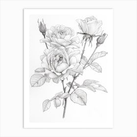 Roses Sketch 15 Art Print
