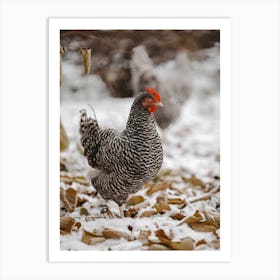 Laying Hen In Snow Art Print