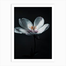 White Flower On Black Background 4 Art Print