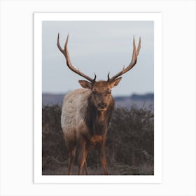 Bull Elk At Dusk Art Print