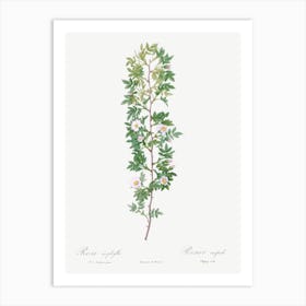 Cuspidate Rose, Pierre Joseph Redoute Art Print