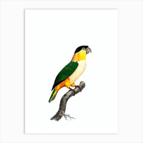 Vintage Black Headed Parrot Bird Illustration on Pure White Art Print