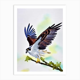 Osprey Watercolour Bird Art Print