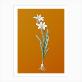 Vintage Ixia Liliago Botanical on Sunset Orange n.0456 Art Print