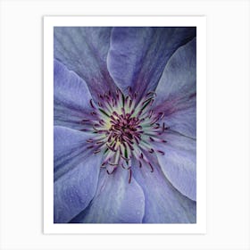 Clematis Poster