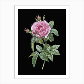 Vintage Pink French Rose Botanical Illustration on Solid Black n.0814 Art Print