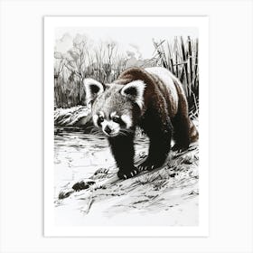 Red Panda Standing On A Riverbank Ink Illustration 4 Art Print