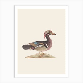 Wood Duck Art Print