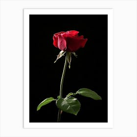 Single Red Rose On Black Background 34 Art Print