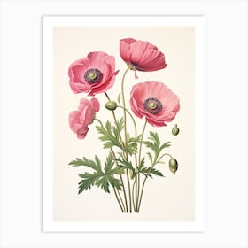 Anemones Flower Vintage Botanical 3 Art Print