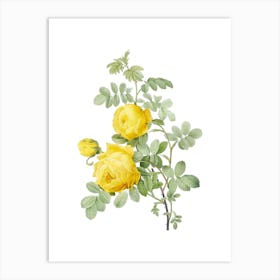 Vintage Sulphur Rose Botanical Illustration on Pure White n.0432 Art Print