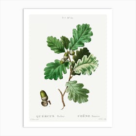 European Oak, Pierre Joseph Redoute Art Print