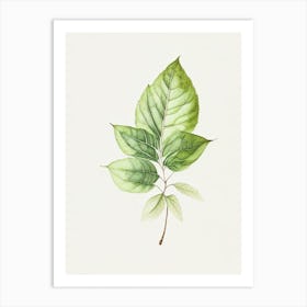 Bergamot Leaf Minimalist Watercolour 2 Art Print