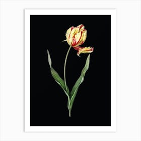 Vintage Didier's Tulip Botanical Illustration on Solid Black n.0864 Art Print