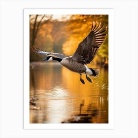 Wild Canadian Goose In Mid Flight Wings Wide Spread Over A Placid Autumnal River In Britain Golde 2 Art Print