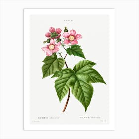 Purple Flowering Raspberry, Pierre Joseph Redoute Art Print