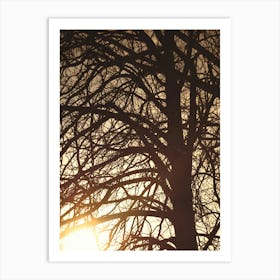 Silhouette of Bare Winter Tree at Sunset in Broomfield Park, London Art Print